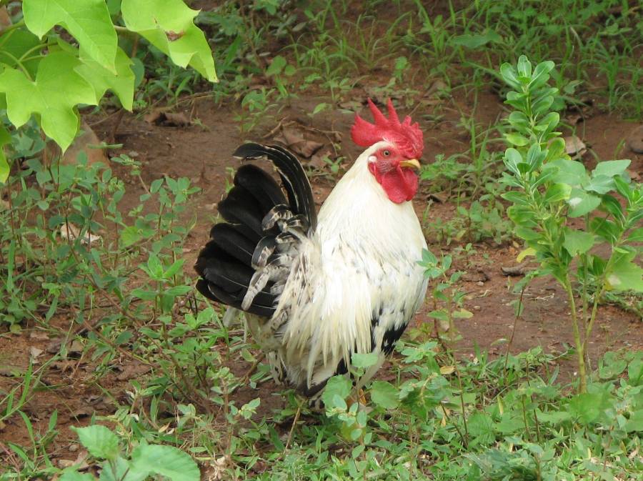 Bantam Chicken