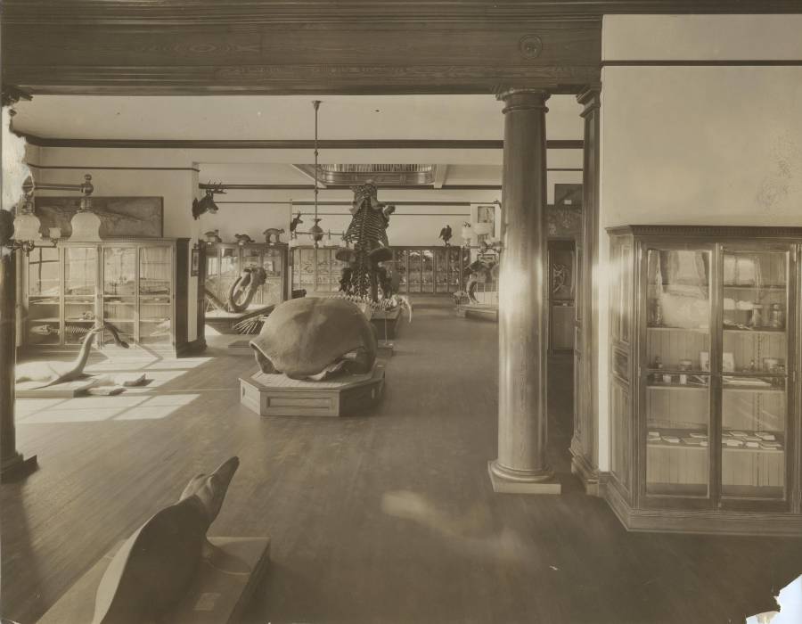 Title: Trinity College Summit Campus: Natural History Museum (also known as the
"Cabinet"), Boardman Hall (1900-1971), Interior view, Ground floor; Image ID:...