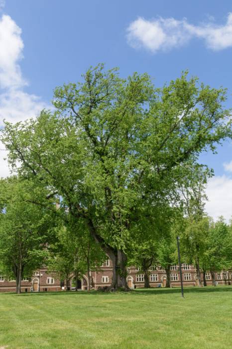 trinity-campus-elm-5-22-2020-15-683x1024.jpg